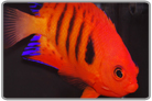 Flame Angelfish